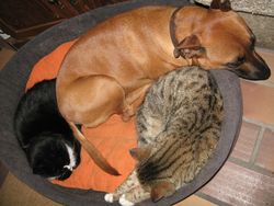 Calypso, Nadu et Tilynx