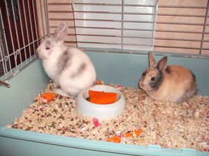Blanche et Noisette